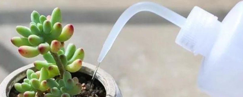多肉的浇水量，因花盆大小、多肉品种而异