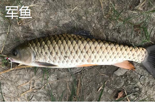 有哪些河鱼，有军鱼、鲤鱼、鲫鱼等