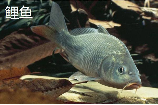 有哪些河鱼，有军鱼、鲤鱼、鲫鱼等