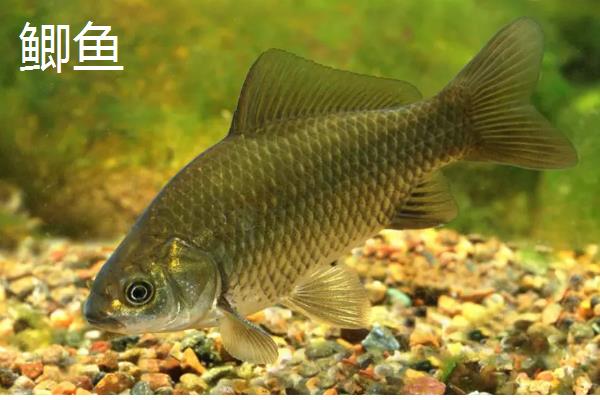 有哪些河鱼，有军鱼、鲤鱼、鲫鱼等