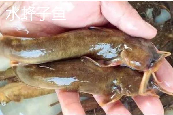 有哪些河鱼，有军鱼、鲤鱼、鲫鱼等