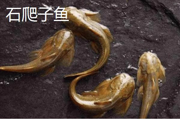 有哪些河鱼，有军鱼、鲤鱼、鲫鱼等