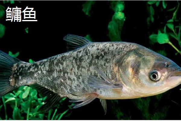 有哪些河鱼，有军鱼、鲤鱼、鲫鱼等