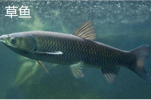 有哪些河鱼，有军鱼、鲤鱼、鲫鱼等