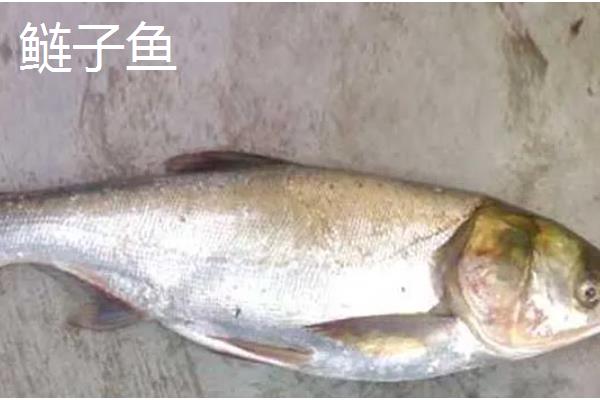 有哪些河鱼，有军鱼、鲤鱼、鲫鱼等