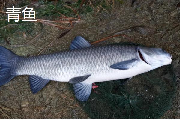 有哪些河鱼，有军鱼、鲤鱼、鲫鱼等