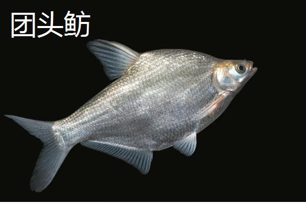 有哪些河鱼，有军鱼、鲤鱼、鲫鱼等