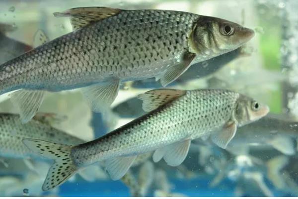 有哪些河鱼，有军鱼、鲤鱼、鲫鱼等