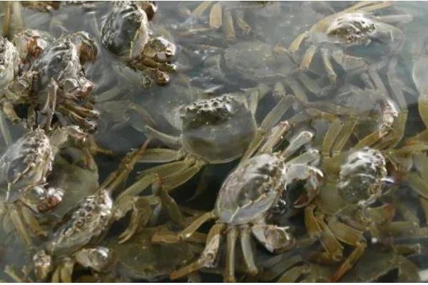 螃蟹不打氧能活多久，通常可以存活4个小时