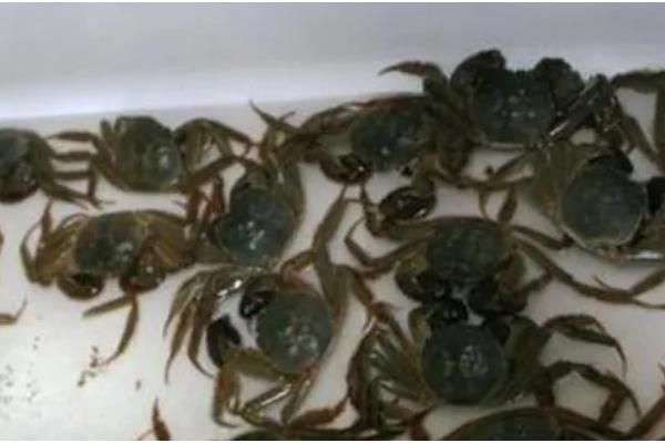 螃蟹不打氧能活多久，通常可以存活4个小时