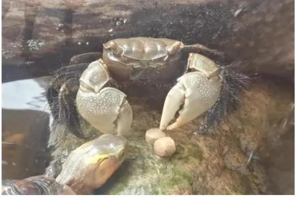 螃蟹不打氧能活多久，通常可以存活4个小时