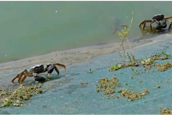 螃蟹不打氧能活多久，通常可以存活4个小时