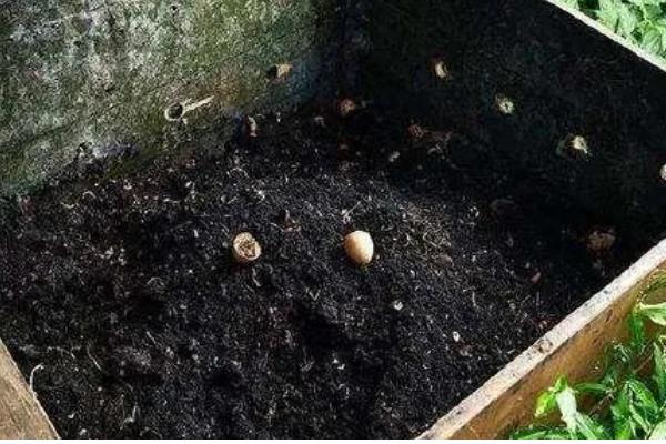 臭鸡蛋如何发酵浇花，将其放在一个密闭的容器中混水发酵