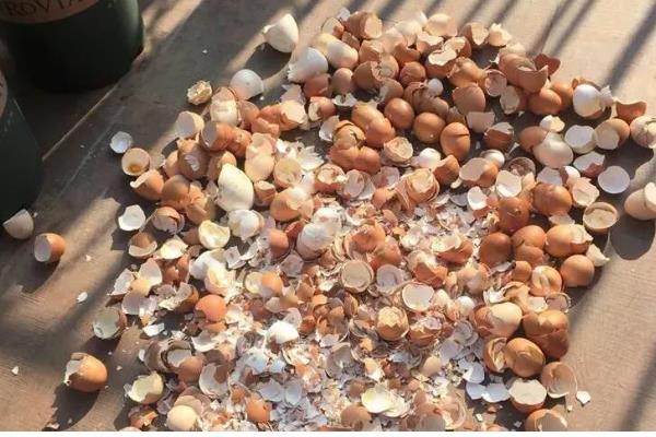 臭鸡蛋如何发酵浇花，将其放在一个密闭的容器中混水发酵