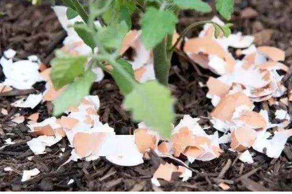 臭鸡蛋如何发酵浇花，将其放在一个密闭的容器中混水发酵