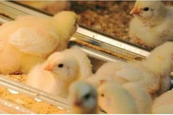 预防小鸡感冒的方法,鸡舍温度要保持恒定