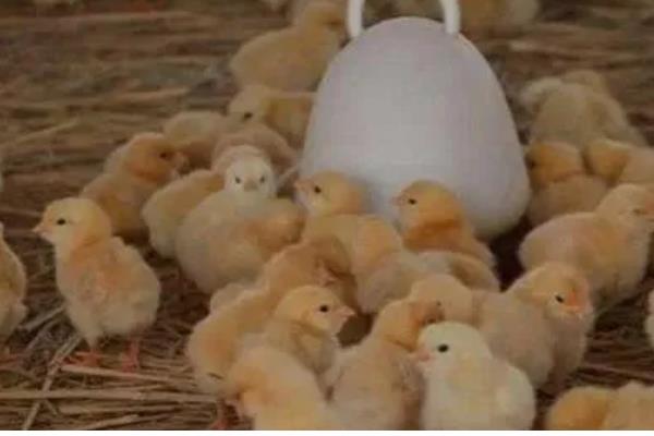 预防小鸡感冒的方法,鸡舍温度要保持恒定