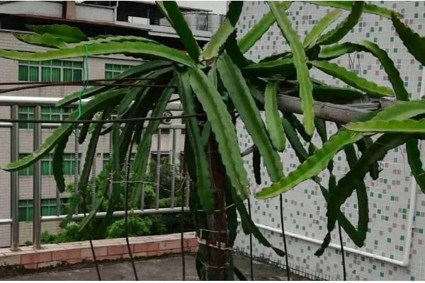 盆栽火龙果长多高可以打顶，距离盆面10公分以上打顶