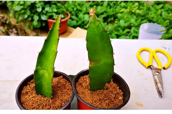 盆栽火龙果长多高可以打顶，距离盆面10公分以上打顶