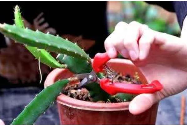 盆栽火龙果长多高可以打顶，距离盆面10公分以上打顶