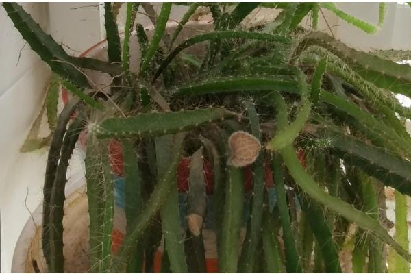 盆栽火龙果长多高可以打顶，距离盆面10公分以上打顶