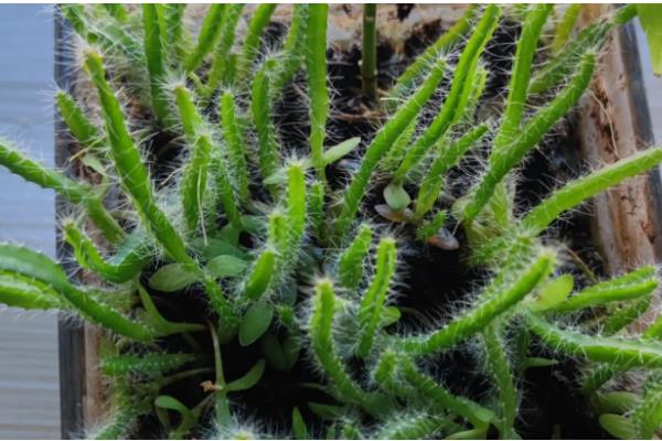 盆栽火龙果长多高可以打顶，距离盆面10公分以上打顶