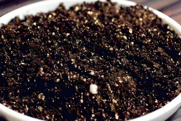 仙人掌怎样才能养肥厚，将其摆放在向阳位置上养护