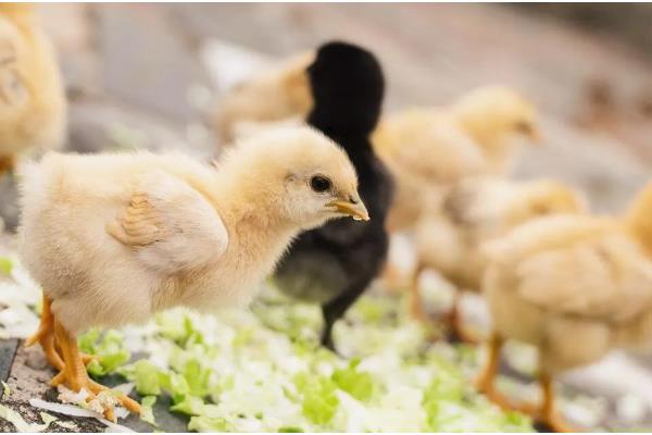 预防小鸡感冒的方法,鸡舍温度要保持恒定