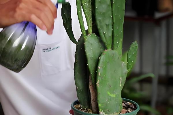 仙人掌怎样才能养肥厚，将其摆放在向阳位置上养护