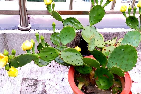 仙人掌怎样才能养肥厚，将其摆放在向阳位置上养护