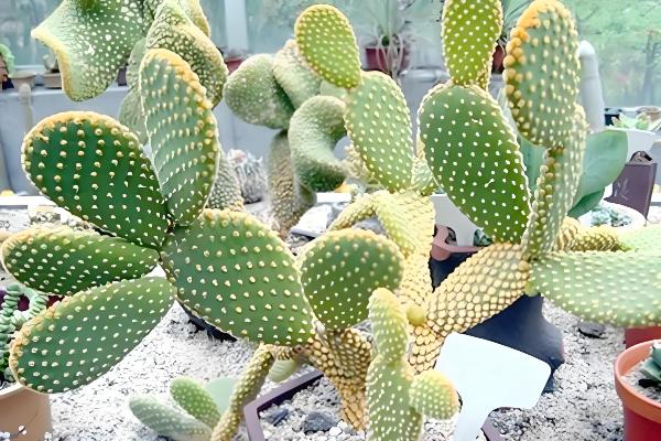 仙人掌怎样才能养肥厚，将其摆放在向阳位置上养护