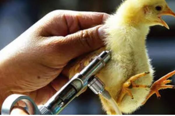 预防小鸡感冒的方法,鸡舍温度要保持恒定