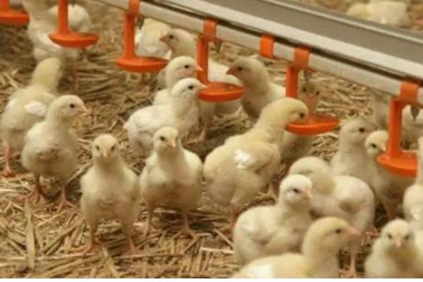 预防小鸡感冒的方法,鸡舍温度要保持恒定