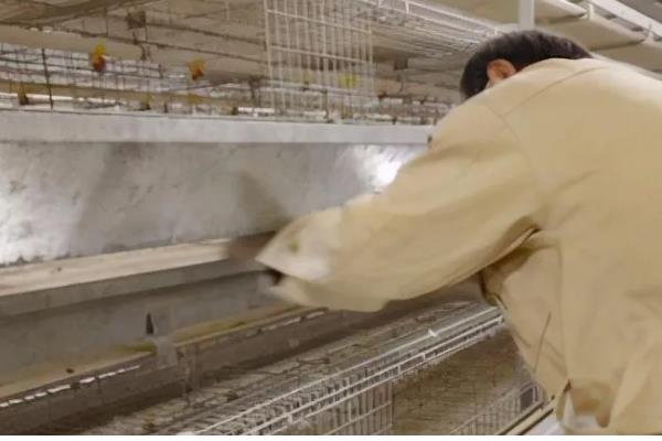 预防小鸡感冒的方法,鸡舍温度要保持恒定