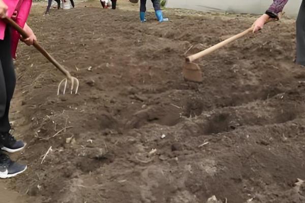 白菜根有白色蛆虫怎么处理,可喷洒敌百虫粉剂