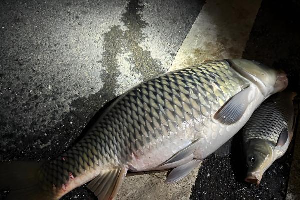 钓鲤鱼的子线是几号，根据鲤鱼体型大小进行调整