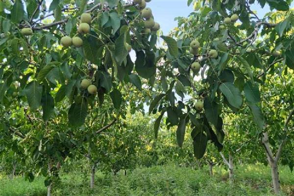 核桃夏季土肥水管理方法,追肥以速效性肥料为主