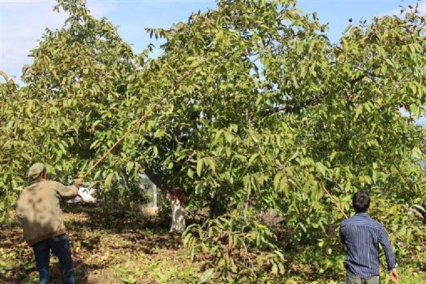 核桃夏季土肥水管理方法,追肥以速效性肥料为主