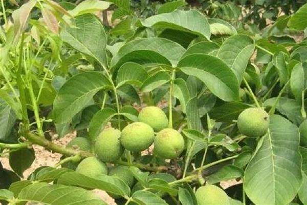 核桃夏季土肥水管理方法,追肥以速效性肥料为主