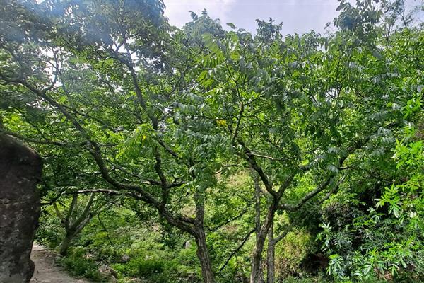 核桃夏季土肥水管理方法,追肥以速效性肥料为主