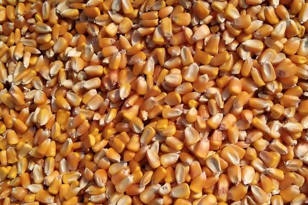 钓鲤鱼的子线是几号，根据鲤鱼体型大小进行调整