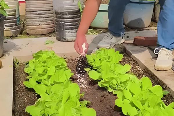 白菜根有白色蛆虫怎么处理,可喷洒敌百虫粉剂