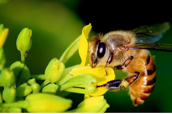 意蜂的品种，以原意、美意、澳意为主