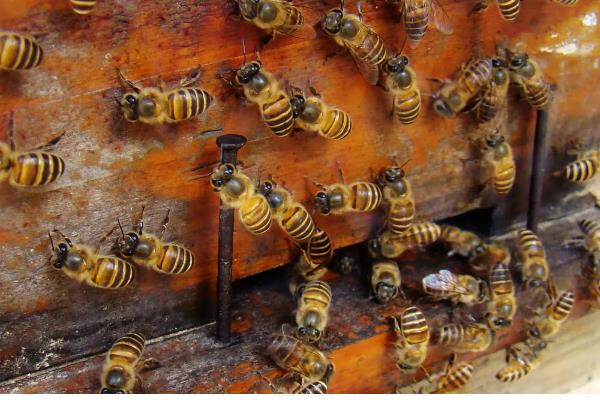 意蜂的品种，以原意、美意、澳意为主