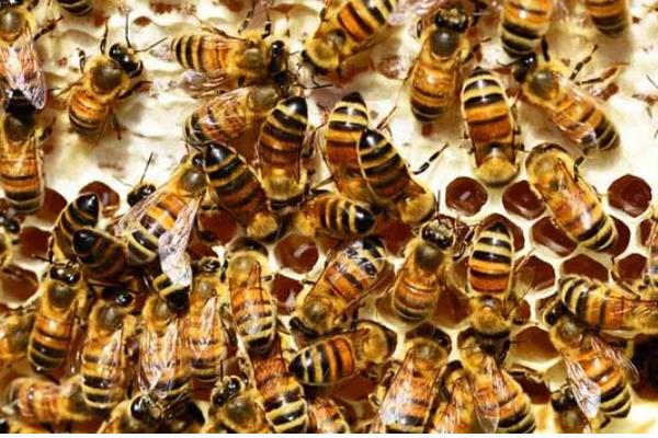 意蜂的品种，以原意、美意、澳意为主