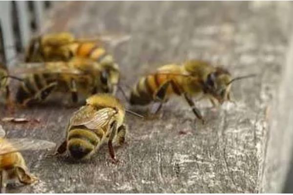 意蜂的品种，以原意、美意、澳意为主