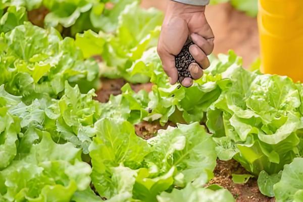 白菜根有白色蛆虫怎么处理,可喷洒敌百虫粉剂