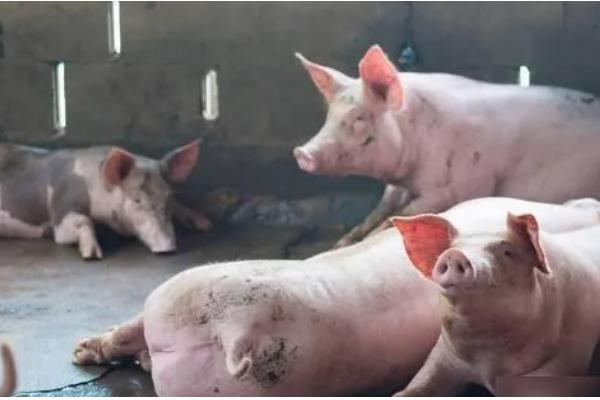 仔猪高热病的发生原因，由细菌、病毒、寄生虫混合感染等因素引起