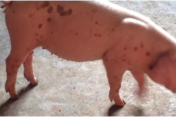 仔猪高热病的发生原因，由细菌、病毒、寄生虫混合感染等因素引起