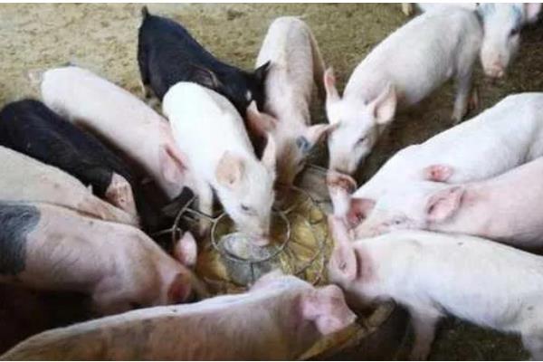 仔猪高热病的发生原因，由细菌、病毒、寄生虫混合感染等因素引起